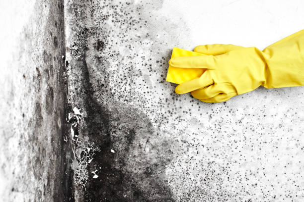 Best Crawl Space Mold Removal  in Fivepointville, PA