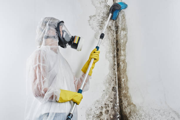 Best Certified Mold Removal  in Fivepointville, PA