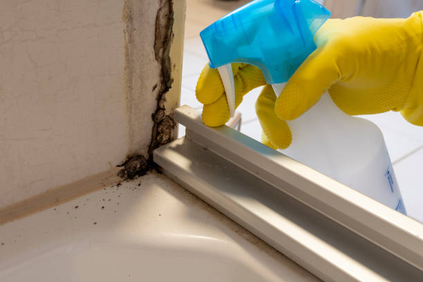 Best Residential Mold Removal  in Fivepointville, PA