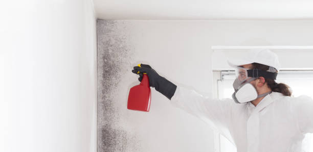 Best Mold Cleaning Services  in Fivepointville, PA