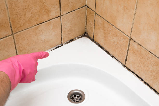 Best Emergency Mold Removal  in Fivepointville, PA